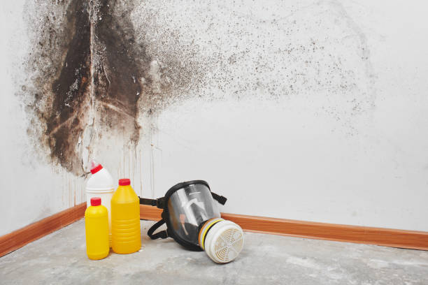 Best Mold Testing and Inspection Services in Clayton, NM