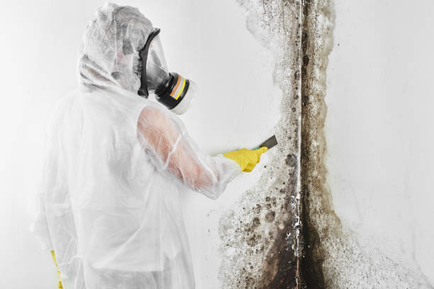 Best White Mold Remediation in Clayton, NM