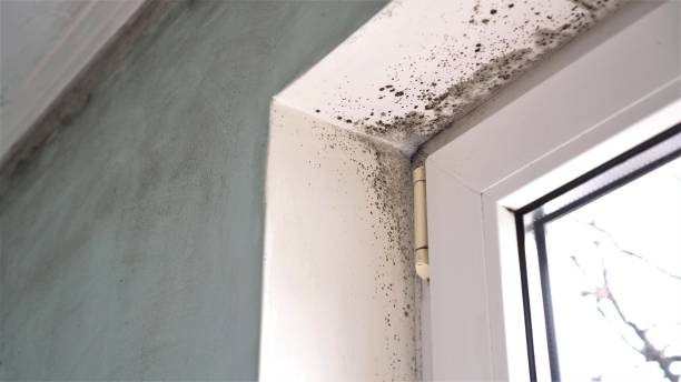 Best Health and Safety Mold Remediation in Clayton, NM