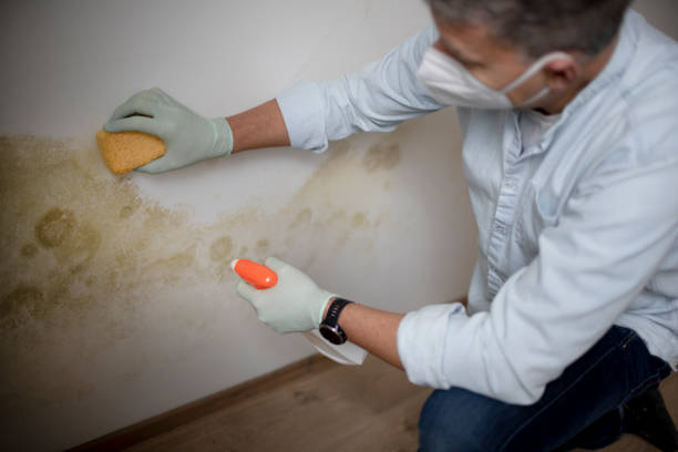 Best Mold Testing and Inspection Services in Clayton, NM