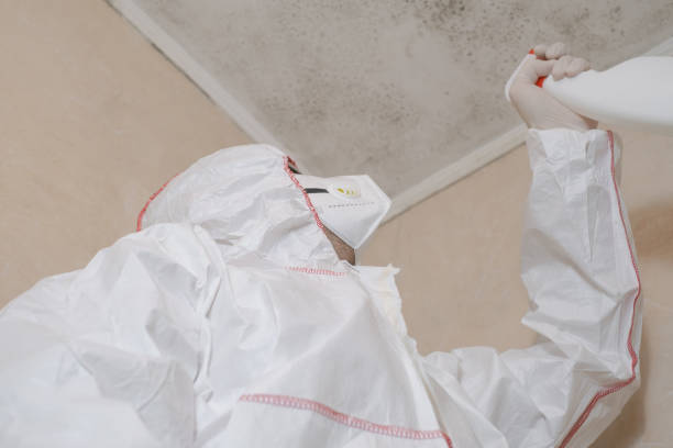 Best Mold Remediation for Specific Building Types in Clayton, NM