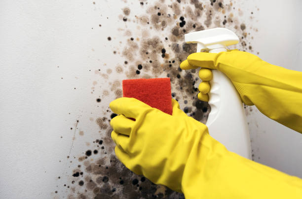 Best Black Mold Remediation in Clayton, NM