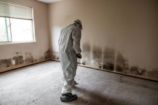 Best Industrial Mold Remediation in Clayton, NM