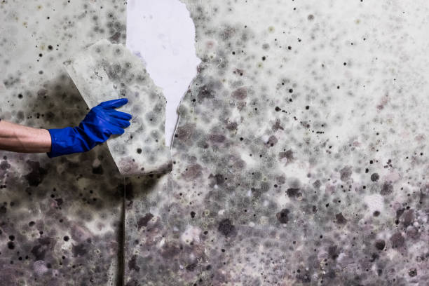 Best Localized Mold Remediation (e.g., coastal areas, humid climates) in Clayton, NM
